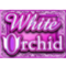 white-orchid-1-60x60s