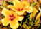 aloha-party-slot-symbol-yellow-flower-60x60s
