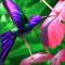amazing-amazonia-colibri-60x60s