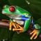 amazing-amazonia-frog-60x60s
