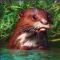 amazing-amazonia-otter-60x60s