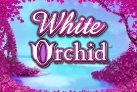 White Orchid review